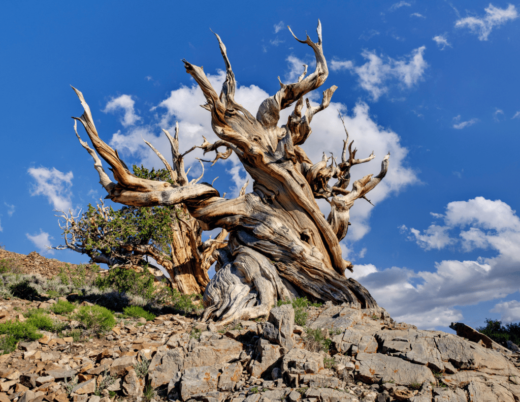 A Bristlecone Tree Sits On A Rock Slope